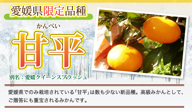 愛媛県でのみ栽培されている「甘平」は数も少ない新品種。高級みかんとして、ご贈答にも重宝されるみかんです。